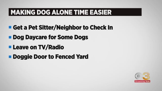 making-dog-alone-easier.jpg 
