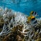 How coral bleaching is causing unnecessary fish fights