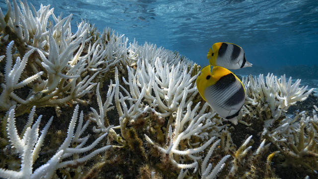 Coral Reefs And White Death 