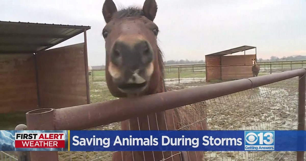 Rush underway to help livestock and lost pets stuck from storms