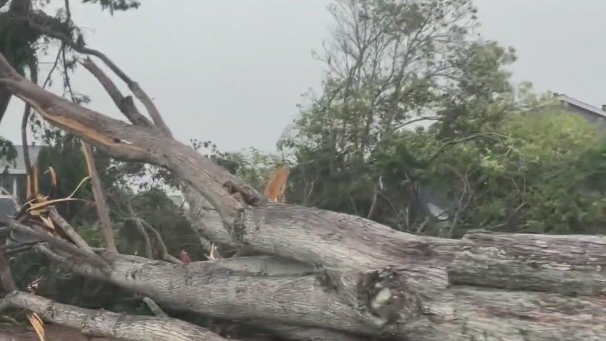 downed-tree.jpg 