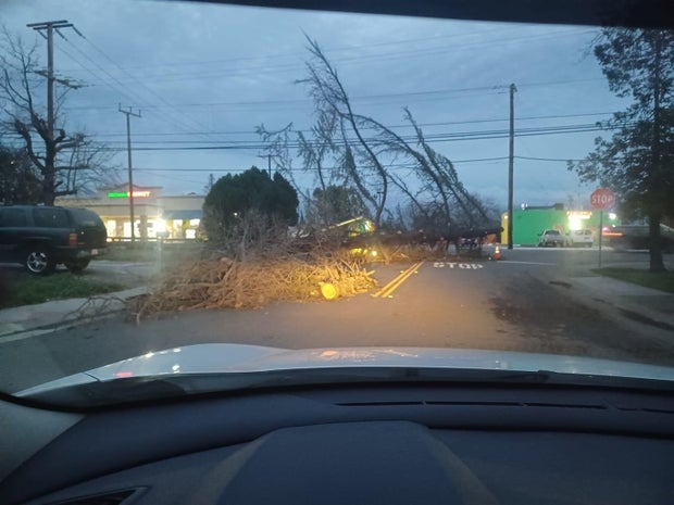 Road blocked by massive downed tree 