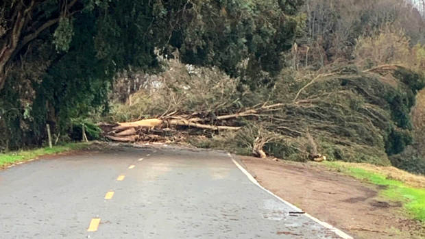 Tree Down on Brannan Island Road in Rio Vista 