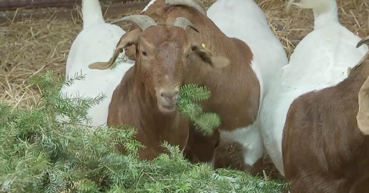 Philly goats want to snack on your old Christmas tree CBS Philadelphia