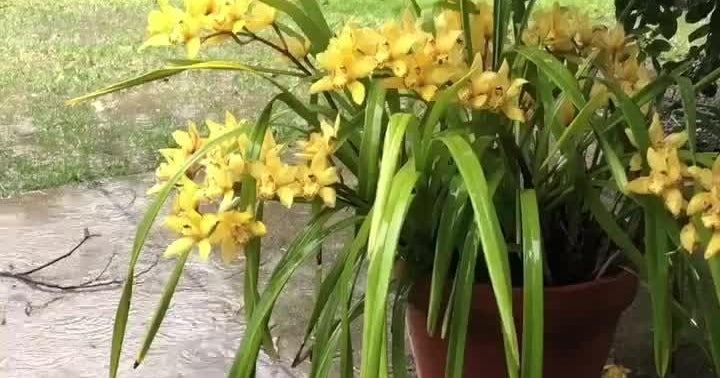 Viewer submitted rain video shows heavy rain in Davis