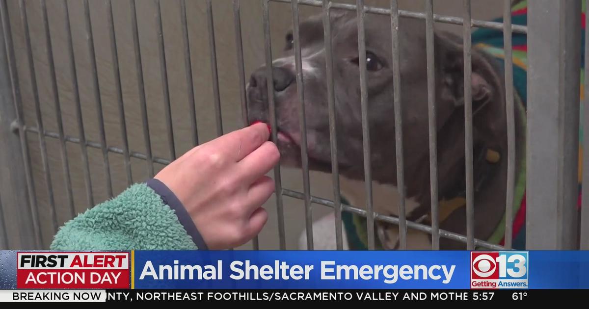 Bradshaw Animal Shelter needs your help during the storm CBS Sacramento