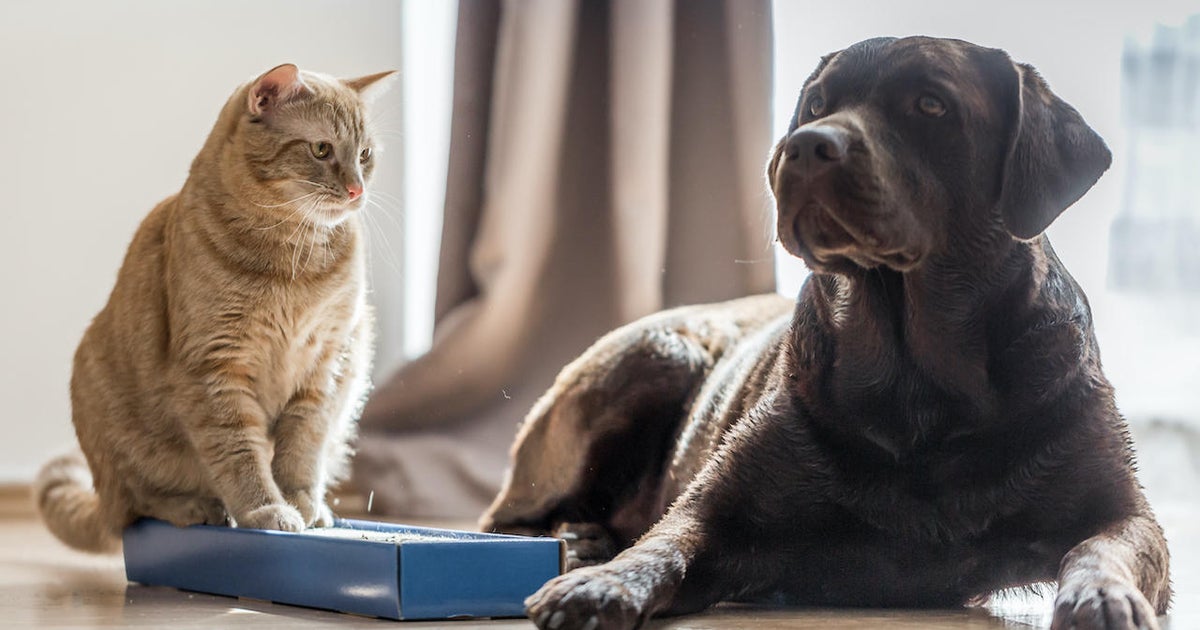 Humane Animal Rescue of Pittsburgh, Pittsburgh Steelers to team up for training camp donation drive Humane Animal Rescue of Pittsburgh, Pittsburgh Steelers to team up for training camp donation drive