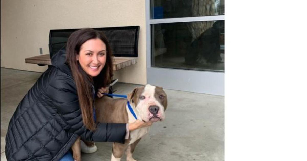 Abandoned Dog Survived After Being Abandoned at Cell Phone Tower