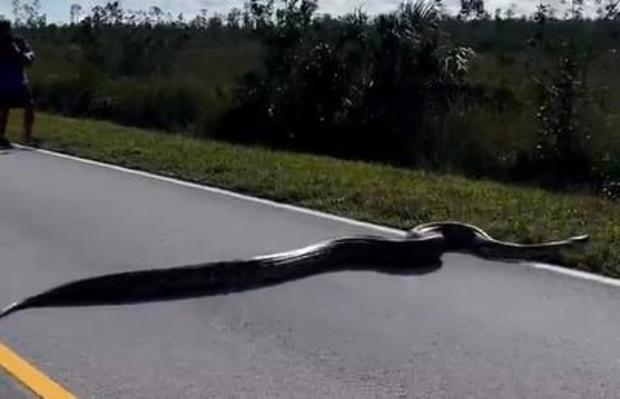 A 15-foot Burmese Python seen crossing road in Everglades National Park 