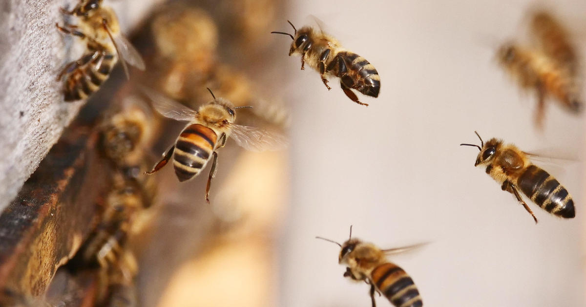 USDA approves vaccine for honeybees, biotech company says