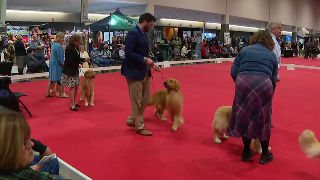 great-american-dog-show.png 