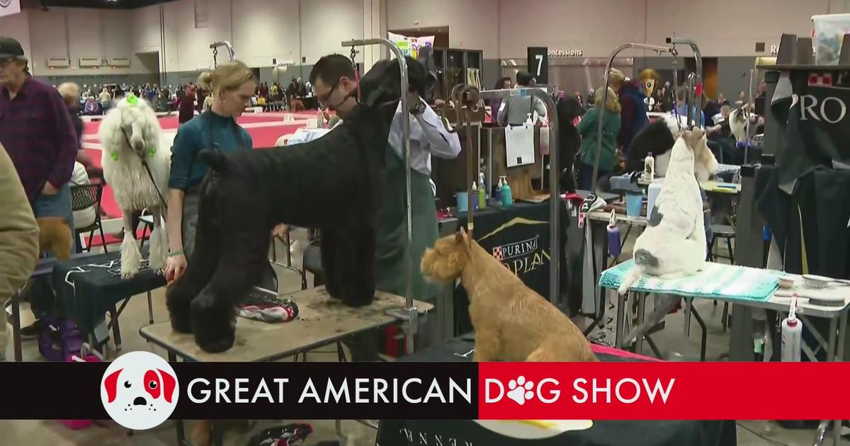 Dog lovers flock to Schaumburg for Great American Dog Show CBS Chicago