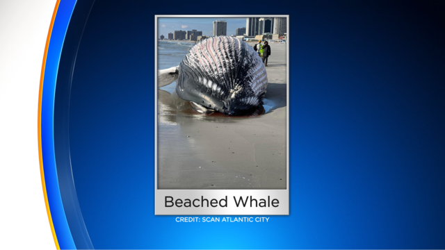 beached-whale-found-near-boardwalk-hall-in-atlantic-city.png 