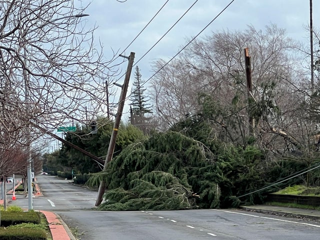 fallen-trees-florin-freeport-1-ken-roberts.jpg 