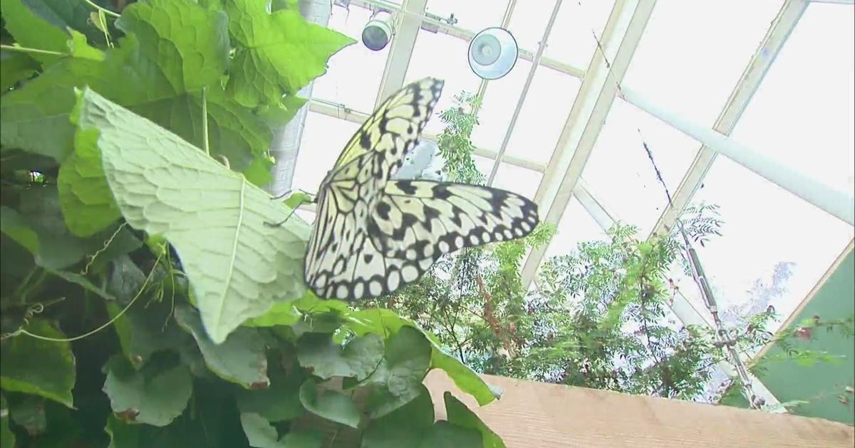 Peggy Notebaert Nature Museum celebrating 166 years - CBS Chicago