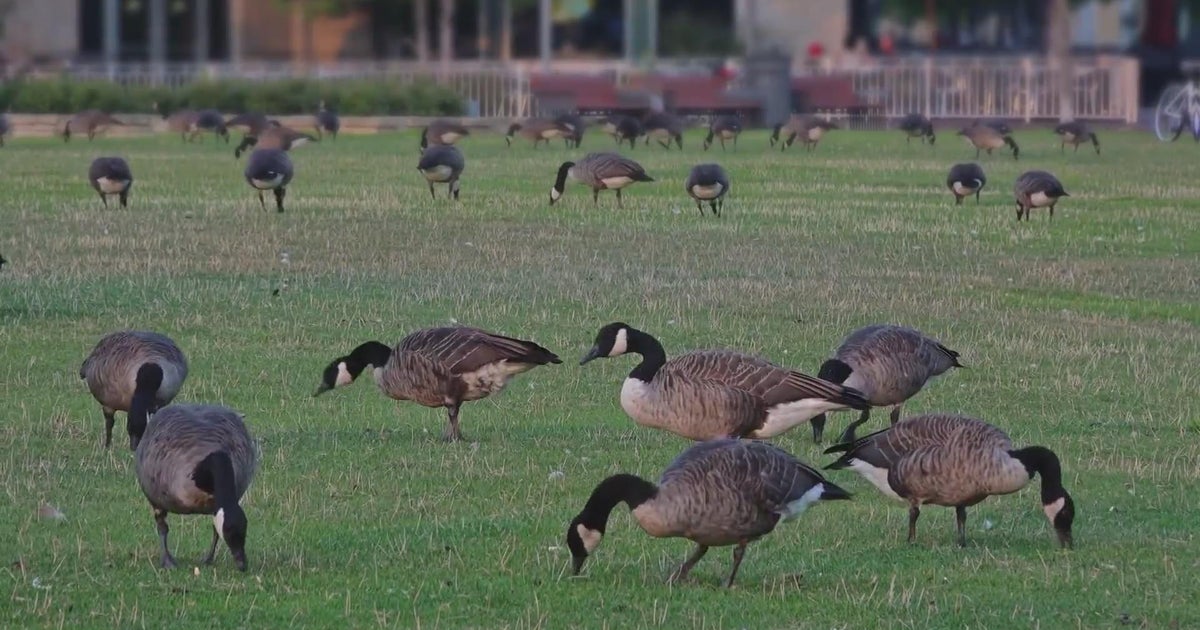 Avian flu could soon impact birds of prey and other wild birds in