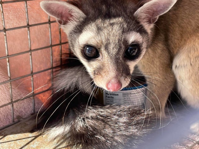 Ringtail caught at Kohl's