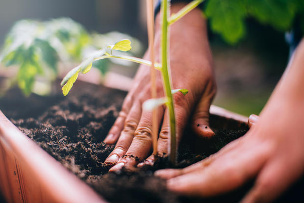 Woman planting. 