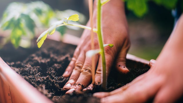 Woman planting. 