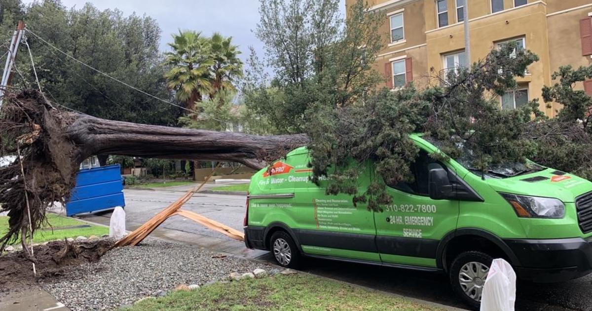 Crews Working To Clear Downed Trees After Powerful Winter Storm Cbs