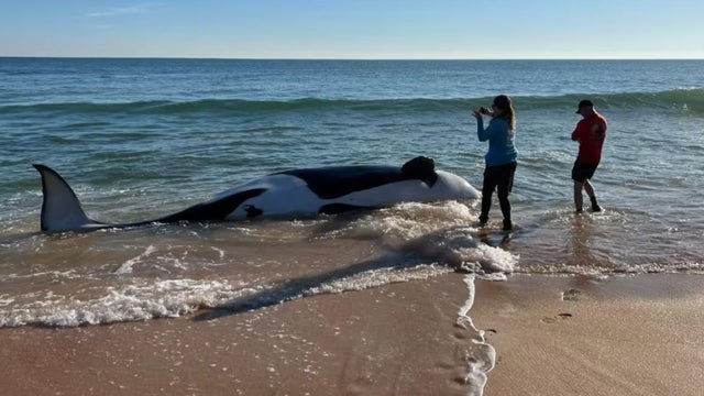 21-foot killer whale washes up on Fla. beach 