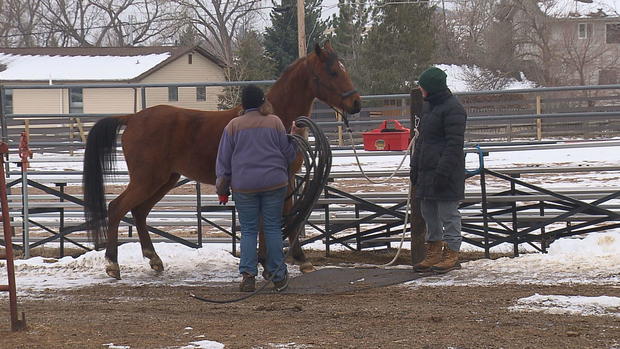 arvada-horse-rescue-6vo-transfer-frame-662.jpg 