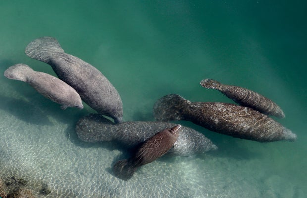 Dying Manatees Florida 
