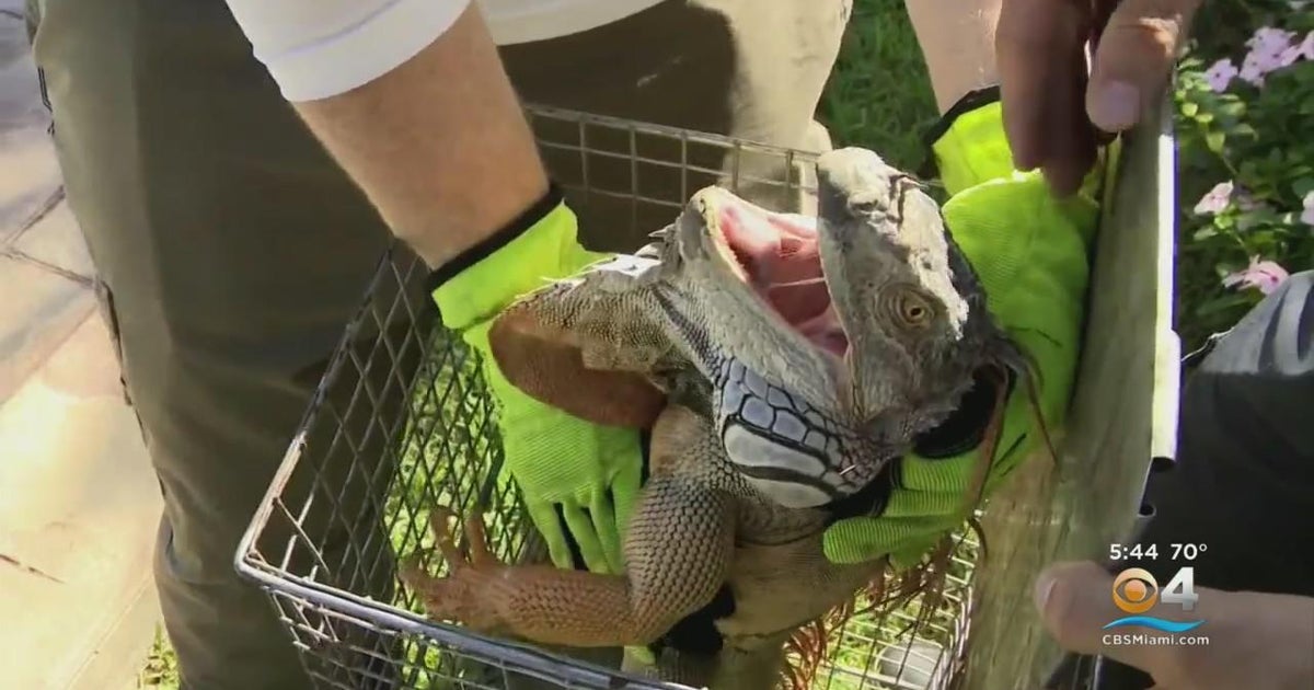 Florida’s iguana invasion is finding worse