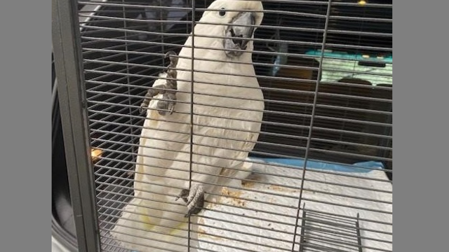 julie-the-cockatoo.png 