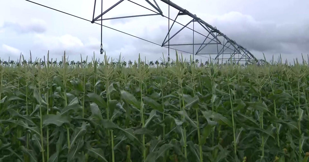 South Florida farmers prepare for weekend’s chilly snap