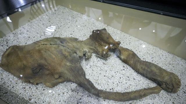 East River Mammoth Bones 