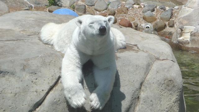 oldest-polar-bear.jpg 