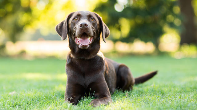 Chocolate Labrador Dog Laying on Grass Outdoors 