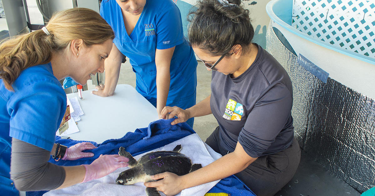 Critically endangered turtles released into wild immediately after rehab continue to be at Zoo Miami Turtle Medical center