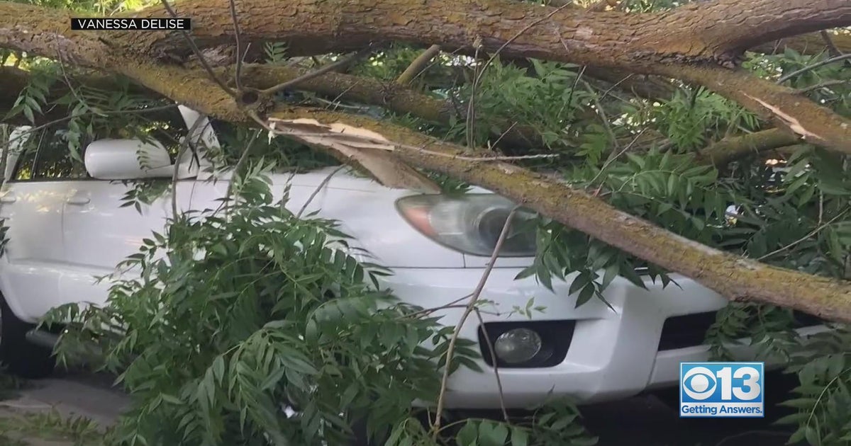 Fallen trees and damaged cars: What you should know | Call Kurtis