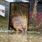 Beavers are back in southern England county for first time in 400 years