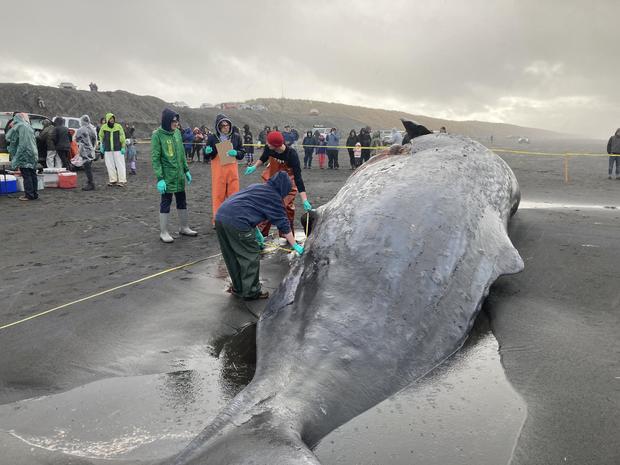 Sperm whale washes ashore in Oregon 