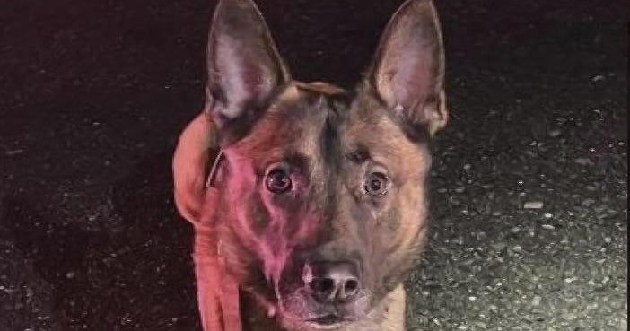 K9 helps Yuba City police find stolen gun