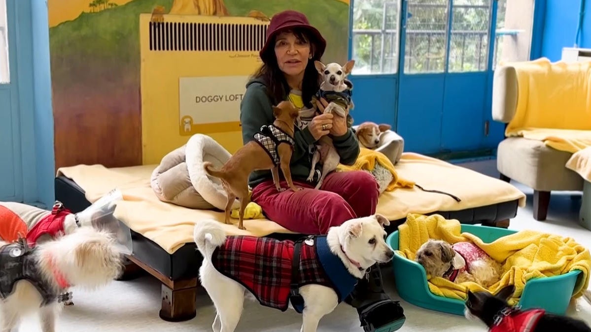 Bay Area animal shelters overwhelmed by unprecedented number of pets ...