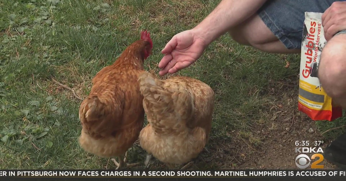 Backyard chickens solve the egg shortage, but is it worth it? CBS