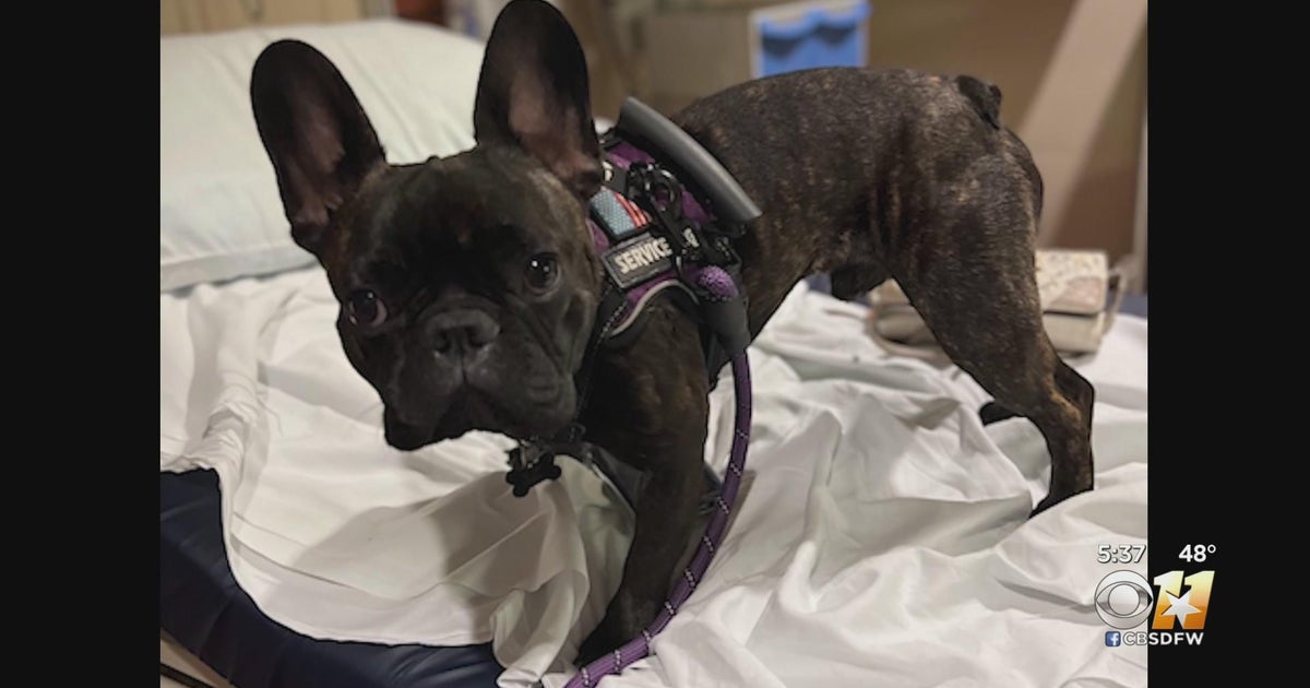 'I just want my baby back,' woman pleads after French bulldog stolen ...