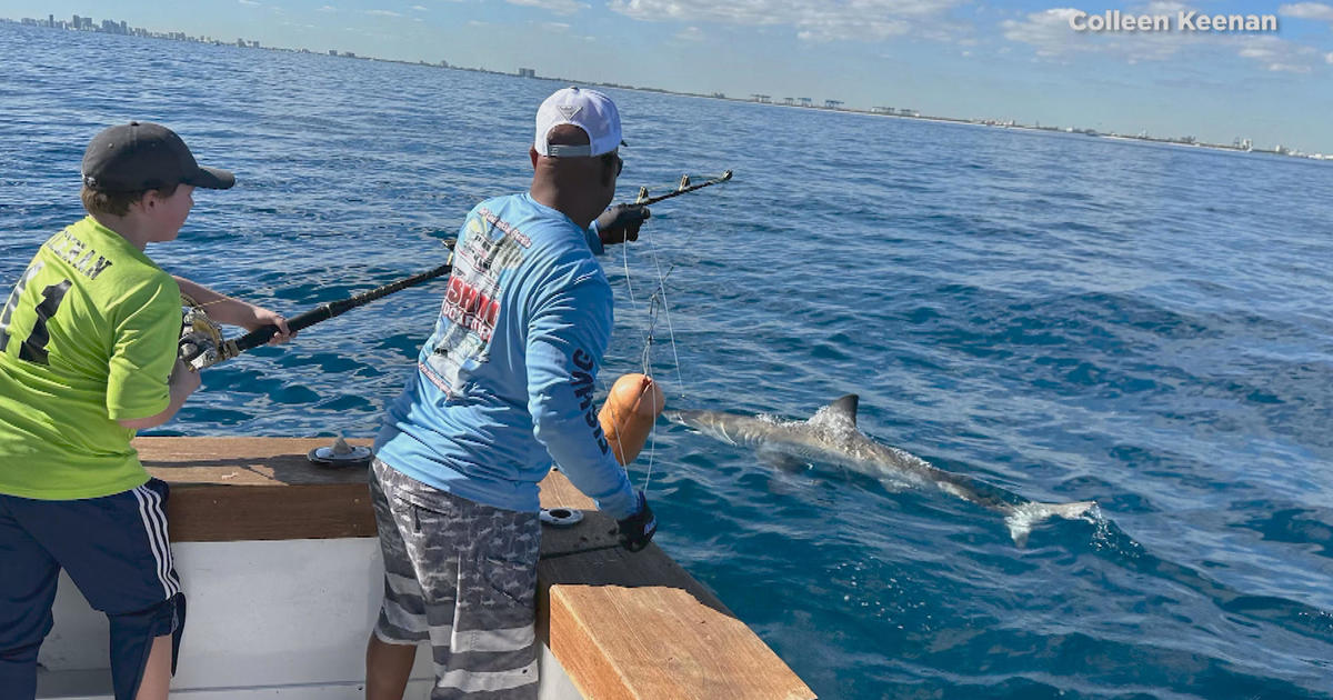 12-year-old Massachusetts boy reels in great white shark off Florida coast  - CBS Boston