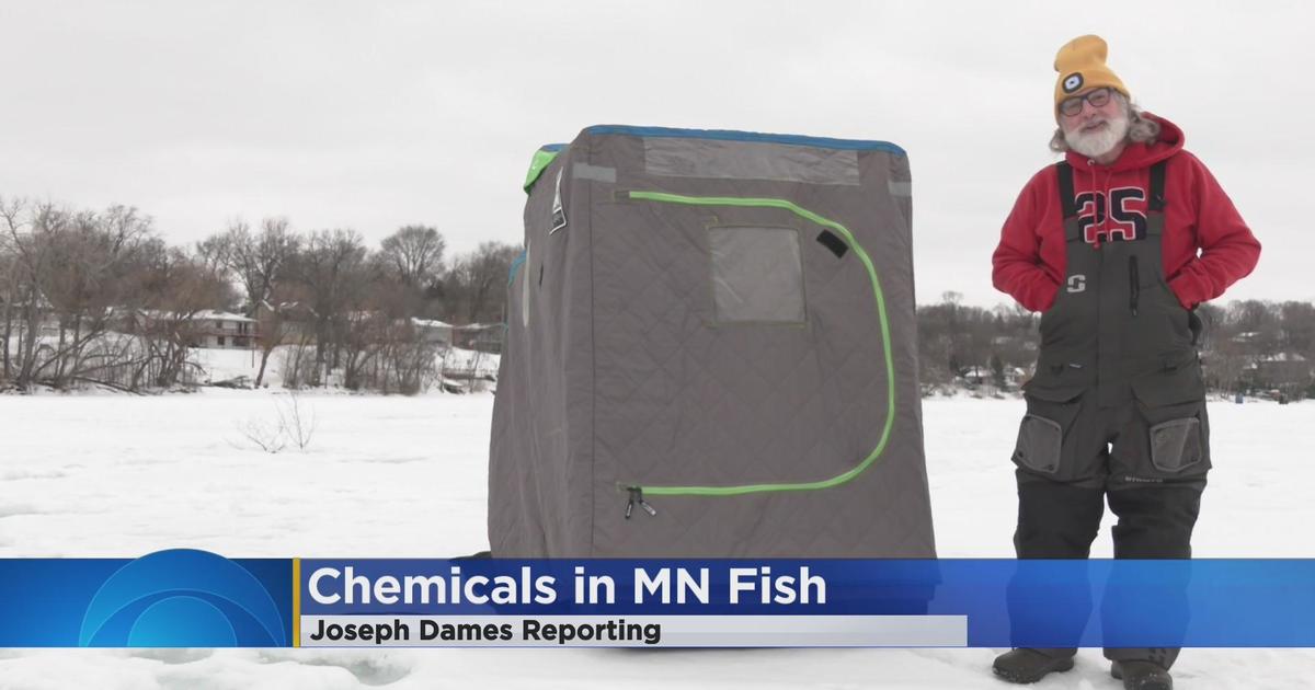 Freshwater fish full of PFAs - CBS Minnesota