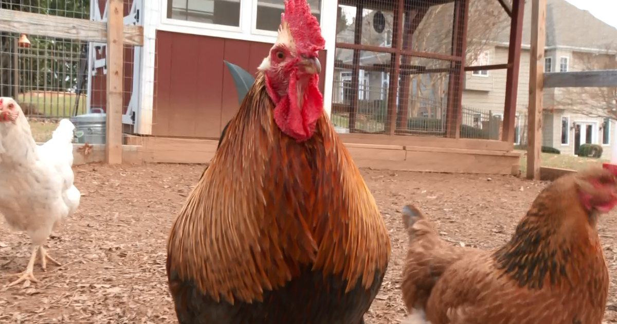 Parkton family faces thousands in fines for complaint over rooster's crowing CBS Baltimore