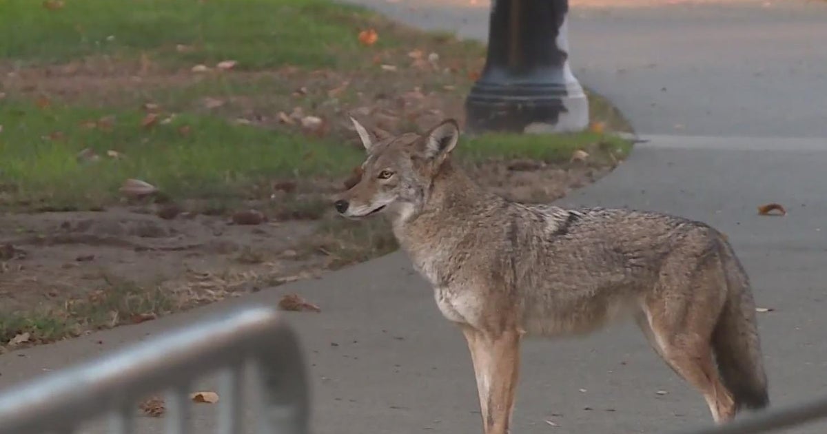 Sacramento neighborhoods shaken by series of coyote sightings