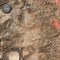 Paleontologists make rare discovery of 256 dinosaur egg fossils in India