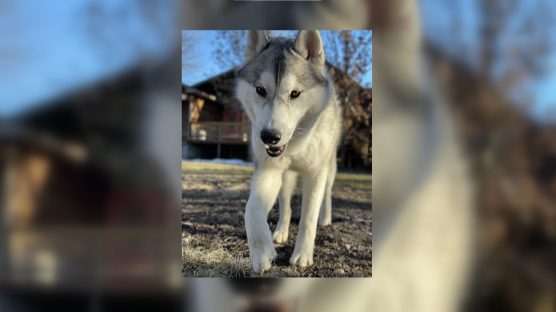 Husky killed in hit-and-run in Clarkston