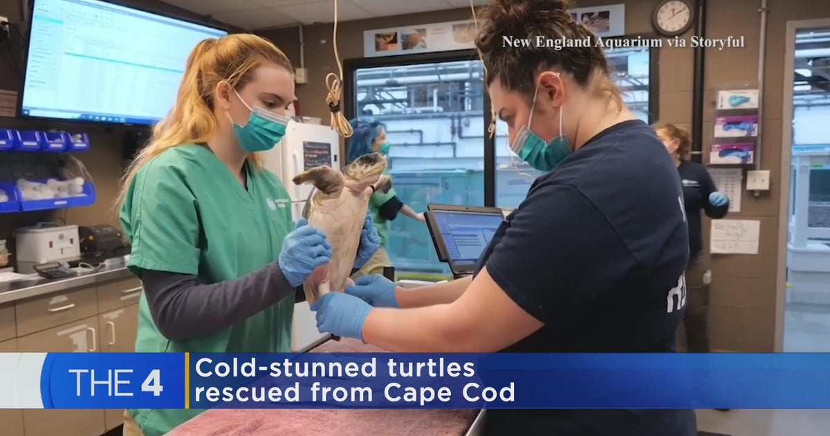 Dozens of turtles stranded on Cape Cod beaches with hypothermia - CBS ...