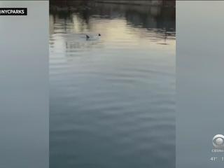 Delight as dolphins spotted in New York's Bronx River, New York