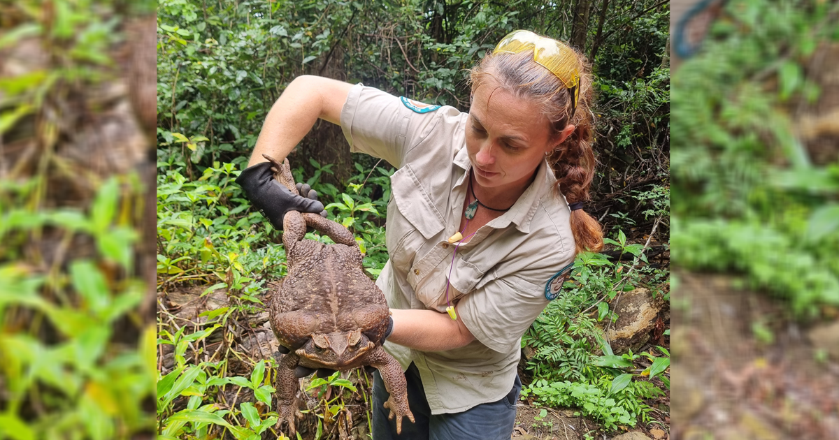 Australia rangers find massive “Toadzilla” that’s as big as a newborn baby and can cause animals to “die almost instantly”